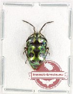 Scutellarinae sp. 63 (A2)