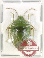 Pentatomidae sp. 58 (5 pcs A-/A2)