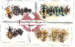 Scientific lot no. 1150 Heteroptera (17 pcs A2)
