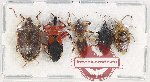 Scientific lot no. 1125 Heteroptera (5 pcs A-)