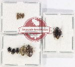 Scientific lot no. 1122 Heteroptera (9 pcs)