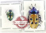 Scientific lot no. 1148 Heteroptera (2 pcs A2)