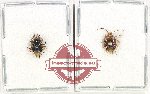 Scientific lot no. 1132 Heteroptera (2 pcs)