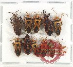 Scientific lot no. 1154 Heteroptera (10 pcs A2)