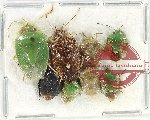 Scientific lot no. 1141 Heteroptera (8 pcs)