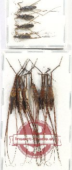 Scientific lot no. 1134 Heteroptera (10 pcs)