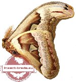 Attacus selayarensis (AA-)