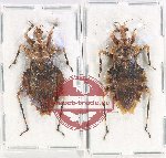 Scientific lot no. 1120 Heteroptera (2 pcs)