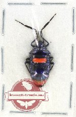 Scutellarinae sp. 65