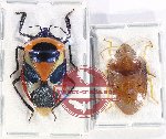 Scientific lot no. 1138 Heteroptera (2 pcs - 1 pc A2)