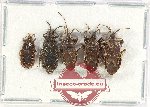 Scientific lot no. 1145 Heteroptera (5 pcs)