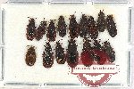 Scientific lot no. 1147 Heteroptera (15 pcs)