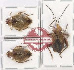 Scientific lot no. 1123 Heteroptera (3 pcs)