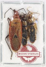 Scientific lot no. 1121 Heteroptera (3 pcs)