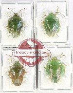 Scientific lot no. 1143 Heteroptera (4 pcs - 2 pcs A2)