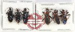 Scientific lot no. 1129 Heteroptera (6 pcs A-)
