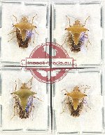 Scientific lot no. 1149 Heteroptera (4 pcs A2)