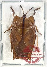 Scientific lot no. 1137 Heteroptera (1 pc)