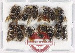 Scientific lot no. 447 Hymenoptera (15 pcs)