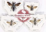 Scientific lot no. 444 Hymenoptera (4 pcs)