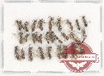 Scientific lot no. 446 Hymenoptera (30 pcs)