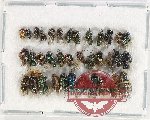 Scientific lot no. 448 Hymenoptera (36 pcs)