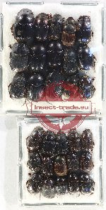 Scientific lot no. 766 Coprophaga (30 pcs)