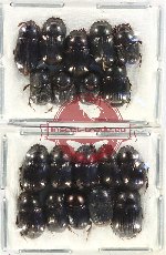 Scientific lot no. 765 Coprophaga (19 pcs)