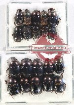 Scientific lot no. 763 Coprophaga (20 pcs)