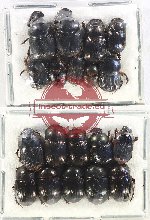 Scientific lot no. 767 Coprophaga (20 pcs)