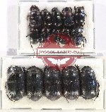 Scientific lot no. 760 Coprophaga (15 pcs)