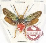 Polydictia sp. 1 (Polydictia bhaskarai Constant, 2024) (A2)