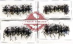 Scientific lot no. 434 Tenebrionidae (21 pcs)