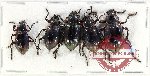 Scientific lot no. 427 Tenebrionidae (5 pcs)