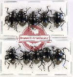 Scientific lot no. 431 Tenebrionidae (10 pcs)