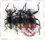 Scientific lot no. 429 Tenebrionidae (3 pcs)