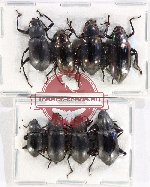 Scientific lot no. 428 Tenebrionidae (8 pcs)