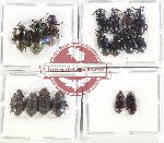 Scientific lot no. 430 Tenebrionidae (17 pcs)