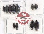 Scientific lot no. 432 Tenebrionidae (11 pcs)