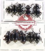 Scientific lot no. 425 Tenebrionidae (10 pcs A2)