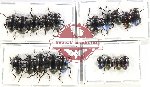 Scientific lot no. 435 Tenebrionidae (19 pcs A2)