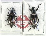 Scientific lot no. 439 Tenebrionidae (2 pcs)