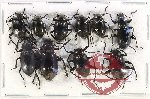 Scientific lot no. 424 Tenebrionidae (10 pcs)