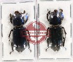 Scientific lot no. 159 Passalidae (2 pcs)