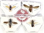 Scientific lot no. 94 Diptera (4 pcs)