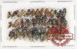 Scientific lot no. 87 Diptera (33 pcs)