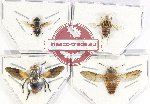 Scientific lot no. 92 Diptera (4 pcs)