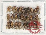 Scientific lot no. 88 Diptera (29 pcs)