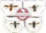 Scientific lot no. 95 Diptera (4 pcs)