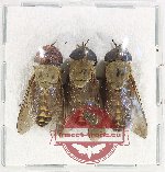 Scientific lot no. 86 Diptera (3 pcs)